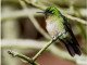 colibri