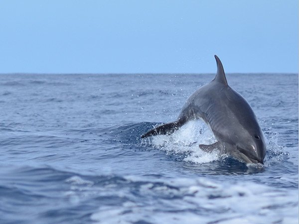 La Côte Pacifique