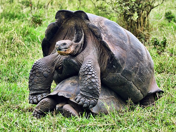 galapagos